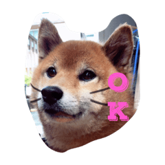 [LINEスタンプ] 可愛すぎるワンチャン