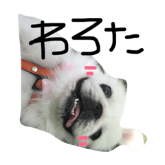 [LINEスタンプ] ペキニーズのぷーちゃん
