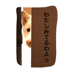 [LINEスタンプ] しろしばおゆきちゃん
