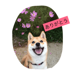 [LINEスタンプ] 我が家の癒し犬です。