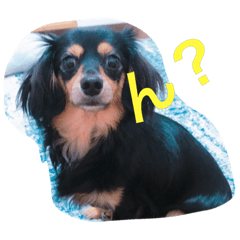 [LINEスタンプ] りり太と一緒★