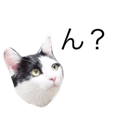 [LINEスタンプ] しらすの日常