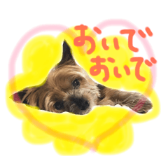 [LINEスタンプ] なかよしヨーキーズ