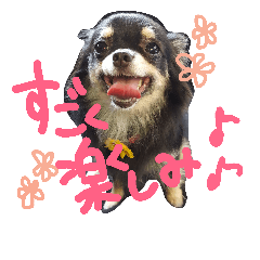 [LINEスタンプ] 愛犬ベル♡