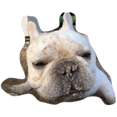 [LINEスタンプ] I am frenchie, Call me Oung-Oung.