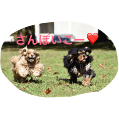 [LINEスタンプ] ちゃこじぇる