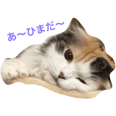 [LINEスタンプ] はぴちゃんの日常。