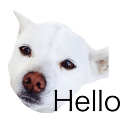[LINEスタンプ] 犬のさくらちゃん（子育て編）