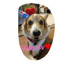 [LINEスタンプ] Corgi with life ...priceres！