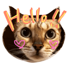 [LINEスタンプ] シャロの日常