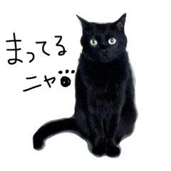 [LINEスタンプ] 黒猫のシンプルスタンプ