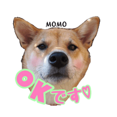 [LINEスタンプ] 実家の愛犬もも
