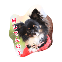 [LINEスタンプ] ここあちゃん