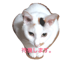 [LINEスタンプ] 茶色日と白ギャング②