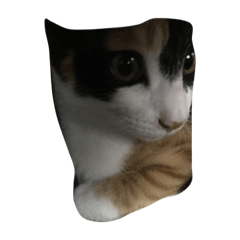 [LINEスタンプ] 子猫のそうちゃん