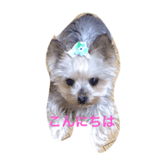 [LINEスタンプ] ヨークシャーテリアのチョコ