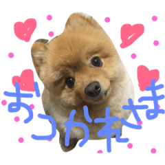 [LINEスタンプ] chachamaru pome