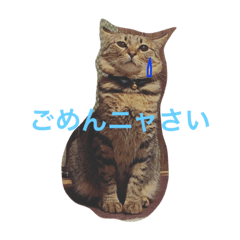 [LINEスタンプ] 猫のすだちくん