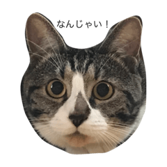 [LINEスタンプ] 目つきの悪いまろの日常
