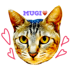 [LINEスタンプ] 愛猫のむぎちゃんです( ˙▽˙ )/