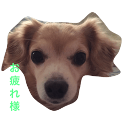 [LINEスタンプ] るんちゃん日常言葉2