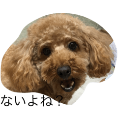 [LINEスタンプ] 愛犬トイプードルのマロンちゃんです。