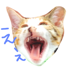[LINEスタンプ] まつだ犬猫