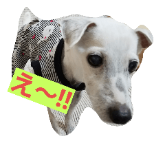 [LINEスタンプ] コーギーフクちゃん＆ジャックサチちゃん
