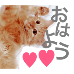 [LINEスタンプ] 日常で使えるにゃんこスタンプ