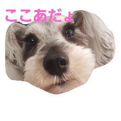 [LINEスタンプ] cocoa2.miniature schnauzer