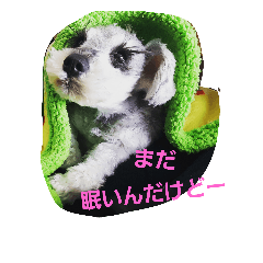 [LINEスタンプ] cocoa.miniature schnauzer