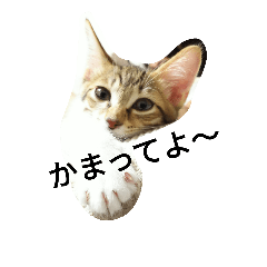 [LINEスタンプ] むふみぃた