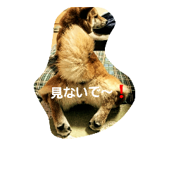 [LINEスタンプ] harushiba3