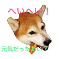 [LINEスタンプ] るかかんたまぐろだワン！！