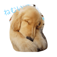 [LINEスタンプ] ゴールデンレトリバーちゃん