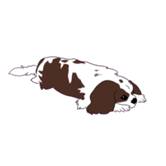 [LINEスタンプ] キャバリアのアンディ
