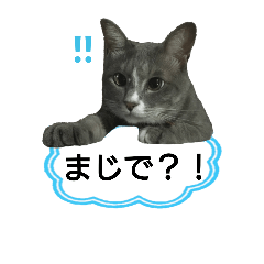 [LINEスタンプ] わんちゃん2匹とねこちゃん一匹