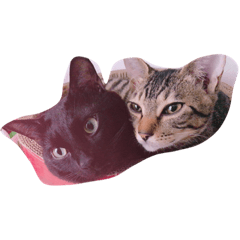[LINEスタンプ] 猫太と虎太