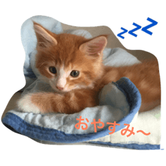 [LINEスタンプ] メインクーンの琥珀