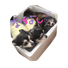 [LINEスタンプ] わんころ大集合