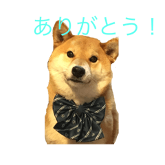 [LINEスタンプ] 愛犬ろっく3