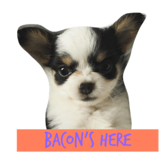 [LINEスタンプ] bacon and lemon eiei