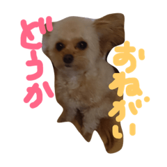 [LINEスタンプ] 一生懸命ちわぷー2