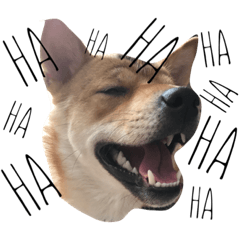 [LINEスタンプ] 柴犬♡つばき