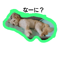 [LINEスタンプ] ぽめぷーココちゃん