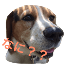 [LINEスタンプ] 面白犬①