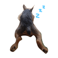 [LINEスタンプ] ヨーキー(たまに使える！)