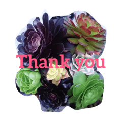 [LINEスタンプ] Succulents