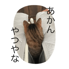 [LINEスタンプ] ねこな毎日