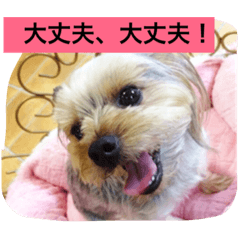 [LINEスタンプ] ヨーキーのムギムギ 2